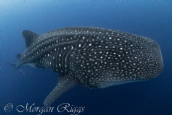 There is nothing quite like having a one on one encounter... by Morgan Riggs 
